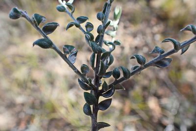 Podalyria burchellii, photographed by Di Turner