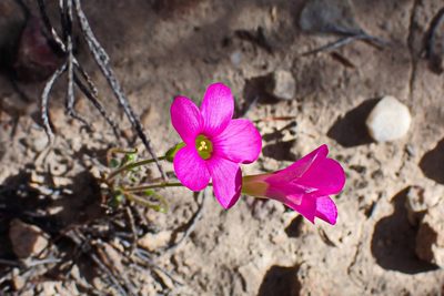 Oxalis imbricata, photographed by Di Turner