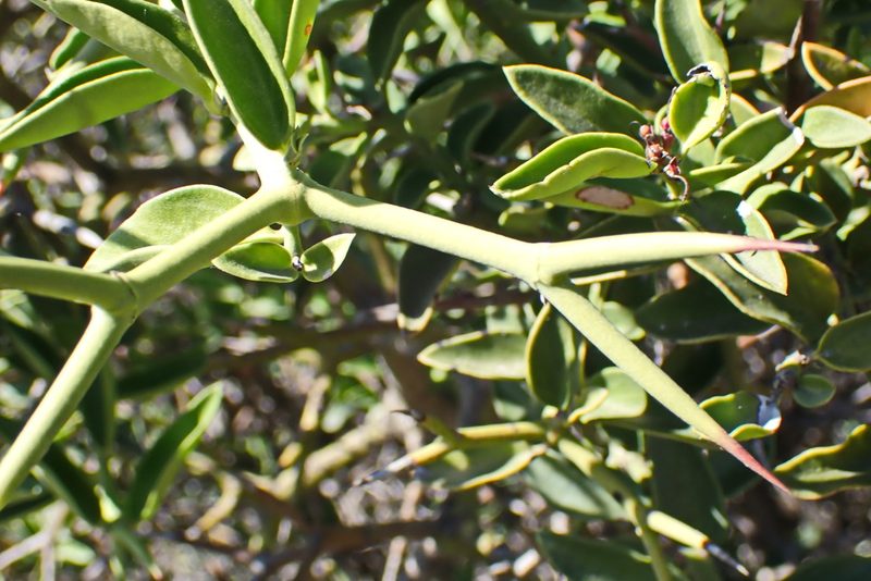 Carissa haematocarpa, photographed by Di Turner