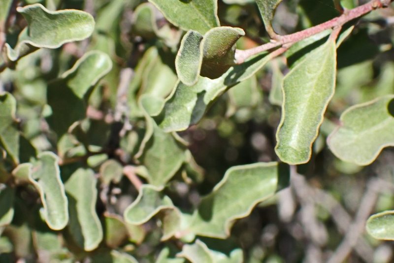 Euclea undulata, photographed by Di Turner