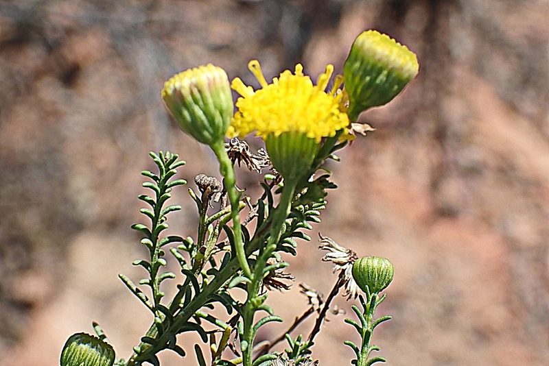 Chrysocoma ciliata, photographed by Di Turner