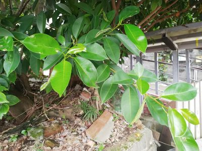 Ficus microcarpa, photographed by 劉哲瑋