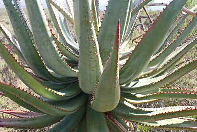 Aloe ferox, photographed by Di Turner