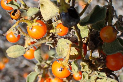 Solanum tomentosum, photographed by Di Turner