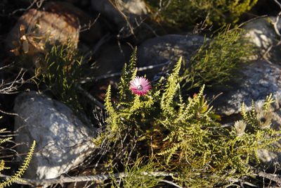 Phaenocoma prolifera, photographed by Tony Rebelo