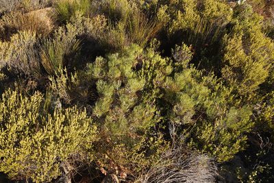 Serruria fasciflora, photographed by Tony Rebelo