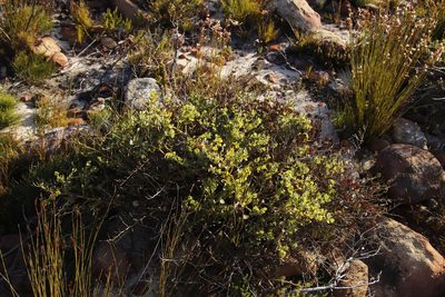 Rafnia capensis, photographed by Tony Rebelo