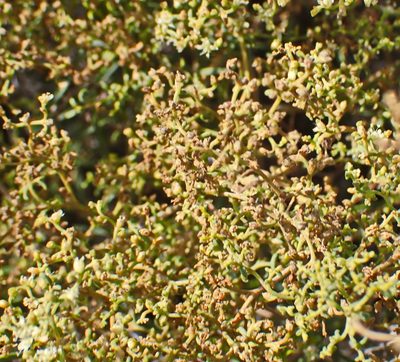 Aizoon africanum, photographed by Di Turner