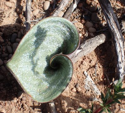 Eriospermum capense, photographed by Di Turner