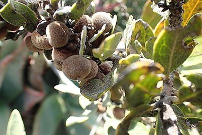 Euclea polyandra, photographed by Di Turner