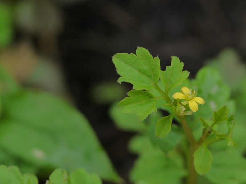 Cardamine trichocarpa, photographed by Dinesh Valke