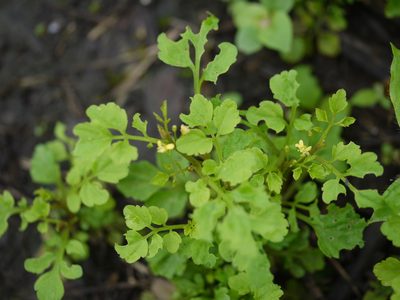 Cardamine trichocarpa, photographed by Dinesh Valke