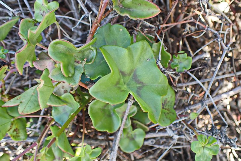 Pelargonium peltatum, photographed by Di Turner