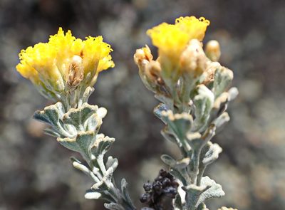 Athanasia trifurcata, photographed by Di Turner