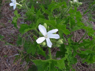 Cnidoscolus texanus, photographed by Annika Lindqvist