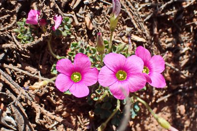 Oxalis imbricata, photographed by Di Turner