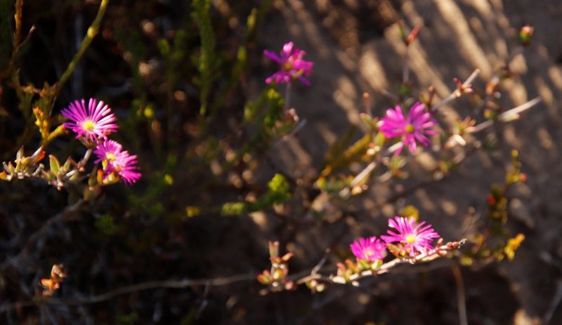 Erepsia anceps, photographed by Tony Rebelo