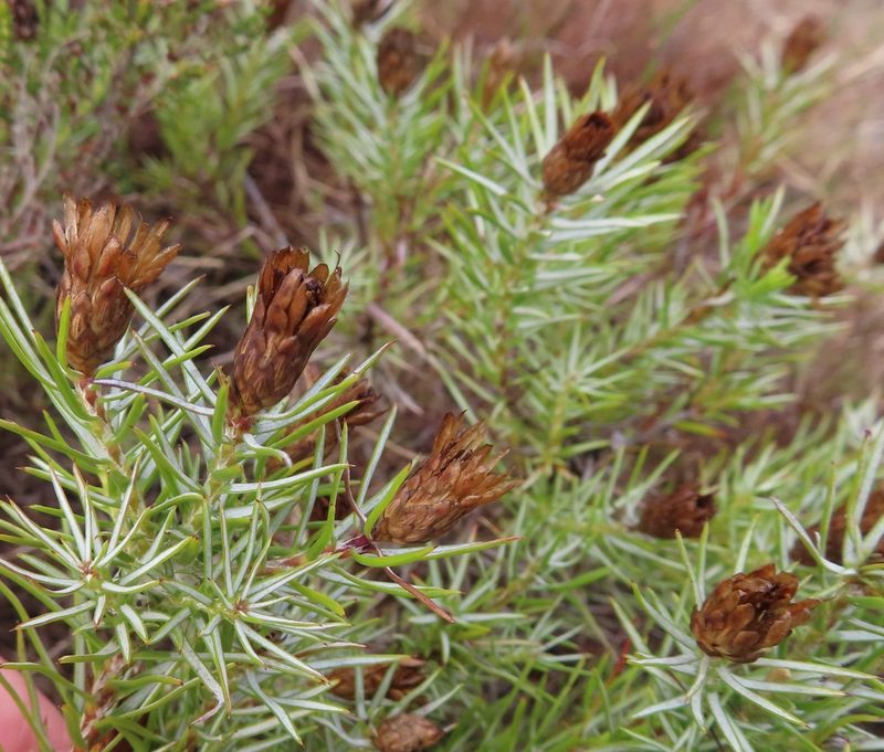 Oedera pungens, photographed by linkie