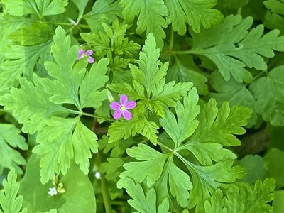 Geranium purpureum, photographed by Chuck Wilson