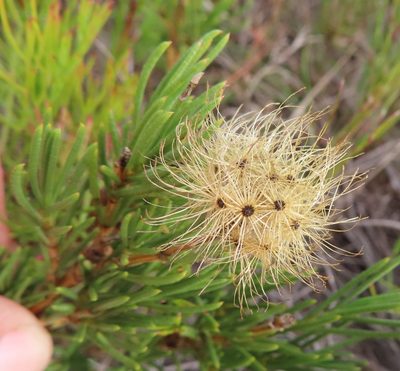 Pteronia tenuifolia, photographed by linkie