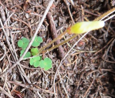 Oxalis punctata, photographed by linkie