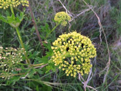 Polytaenia texana