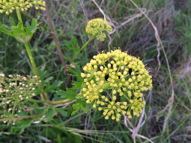 Polytaenia texana, photographed by Annika Lindqvist