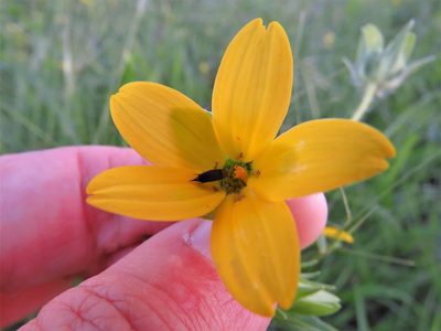 Lindheimera texana, photographed by Annika Lindqvist