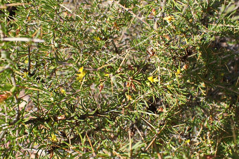 Aspalathus spinosa, photographed by Di Turner
