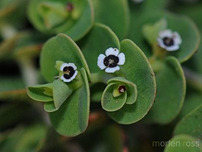 Euphorbia amplexicaulis, photographed by Morten Ross