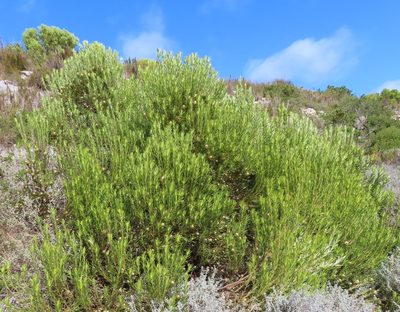 Leucadendron coniferum, photographed by linkie