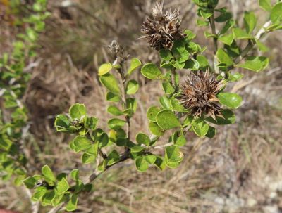 Psoralea bracteolata, photographed by linkie