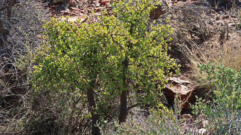 Portulacaria afra, photographed by Di Turner