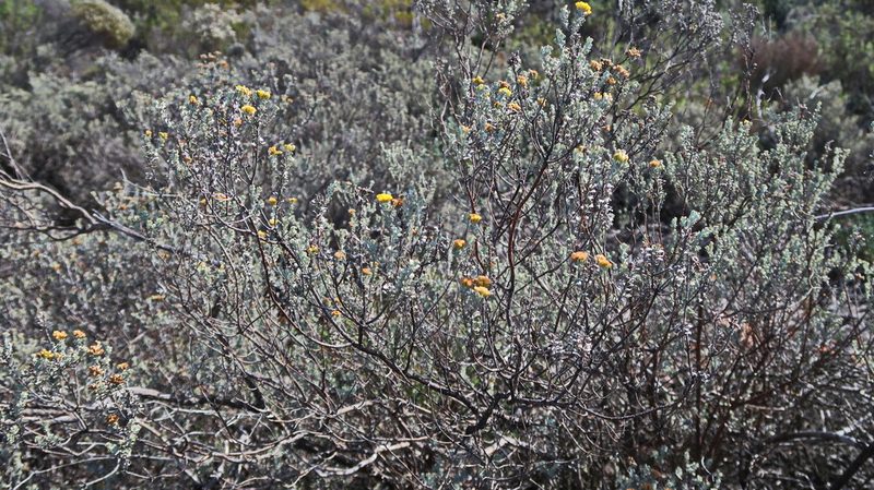 Pteronia incana, photographed by Di Turner