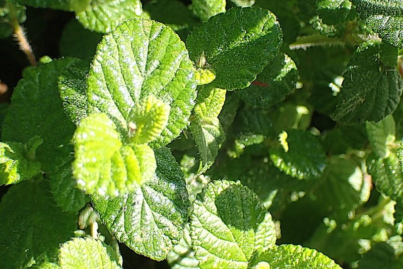 Cliffortia odorata, photographed by Di Turner