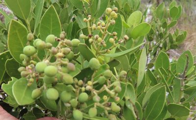 Olea capensis, photographed by linkie