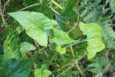 Rumex sagittatus, photographed by Di Turner