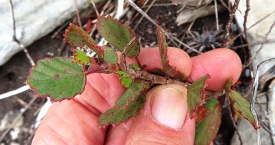 Pelargonium betulinum, photographed by linkie