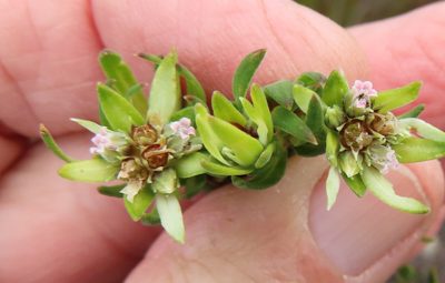 Euchaetis longibracteata, photographed by linkie