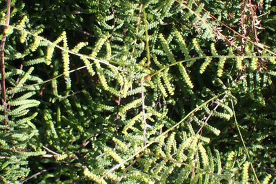 Gleichenia polypodioides, photographed by Di Turner