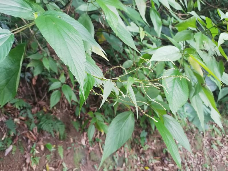 Boehmeria zollingeriana, photographed by 劉哲瑋