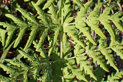 Histiopteris incisa, photographed by Di Turner