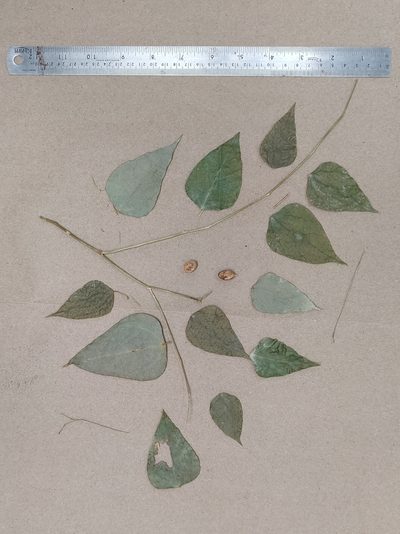 Erythropalum scandens, photographed by T R Shankar Raman