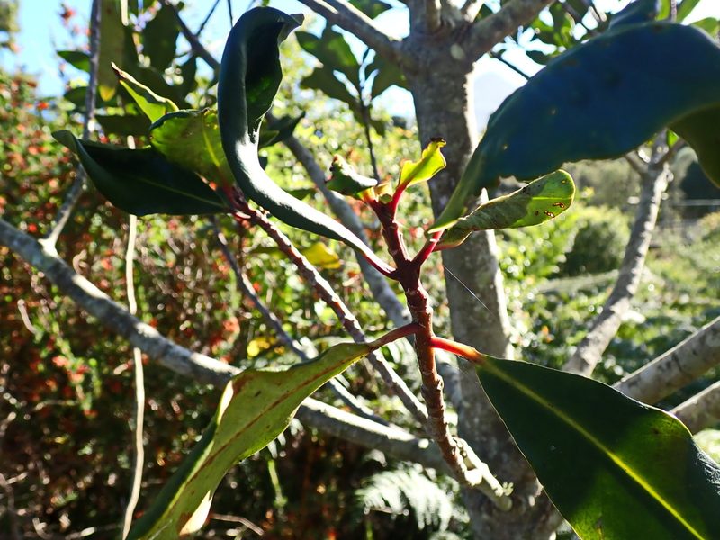 Myrsine melanophloeos, photographed by Di Turner