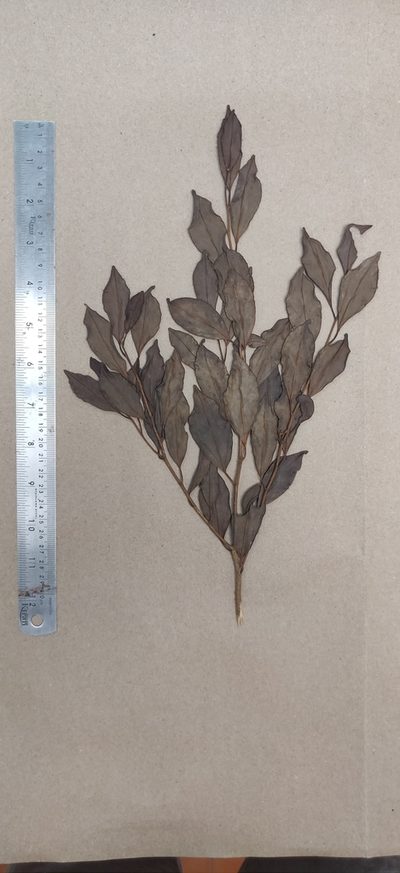 Gomphandra coriacea, photographed by T R Shankar Raman