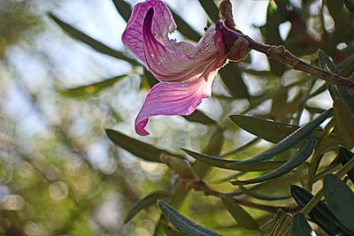 Virgilia divaricata, photographed by Di Turner