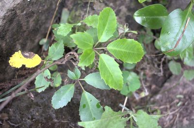 Neopanax arboreus, photographed by Jon Sullivan