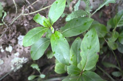 Coprosma robusta, photographed by Jon Sullivan