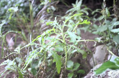 Senecio glomeratus, photographed by Jon Sullivan