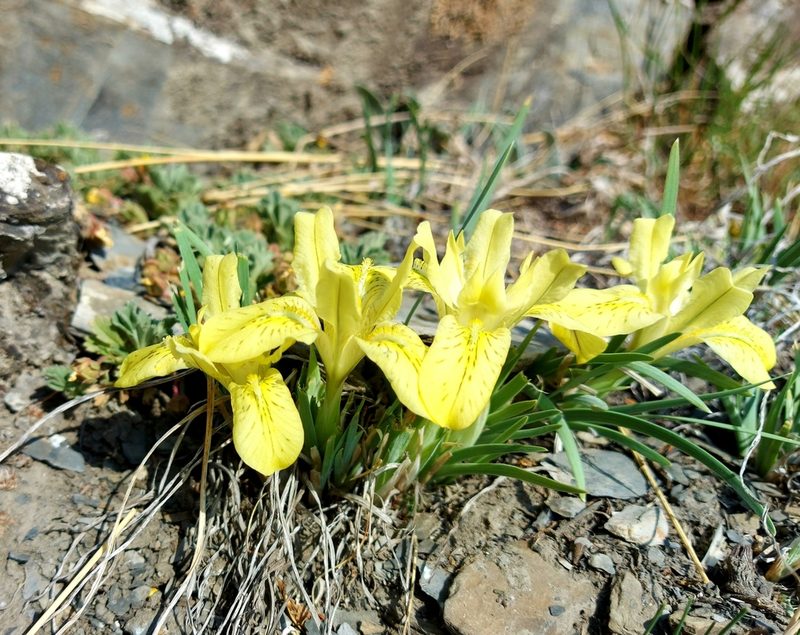Iris potaninii, photographed by Pavel Borodin